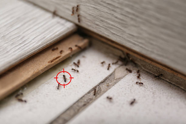 Real Estate Pest Inspections in Vista Center, NJ